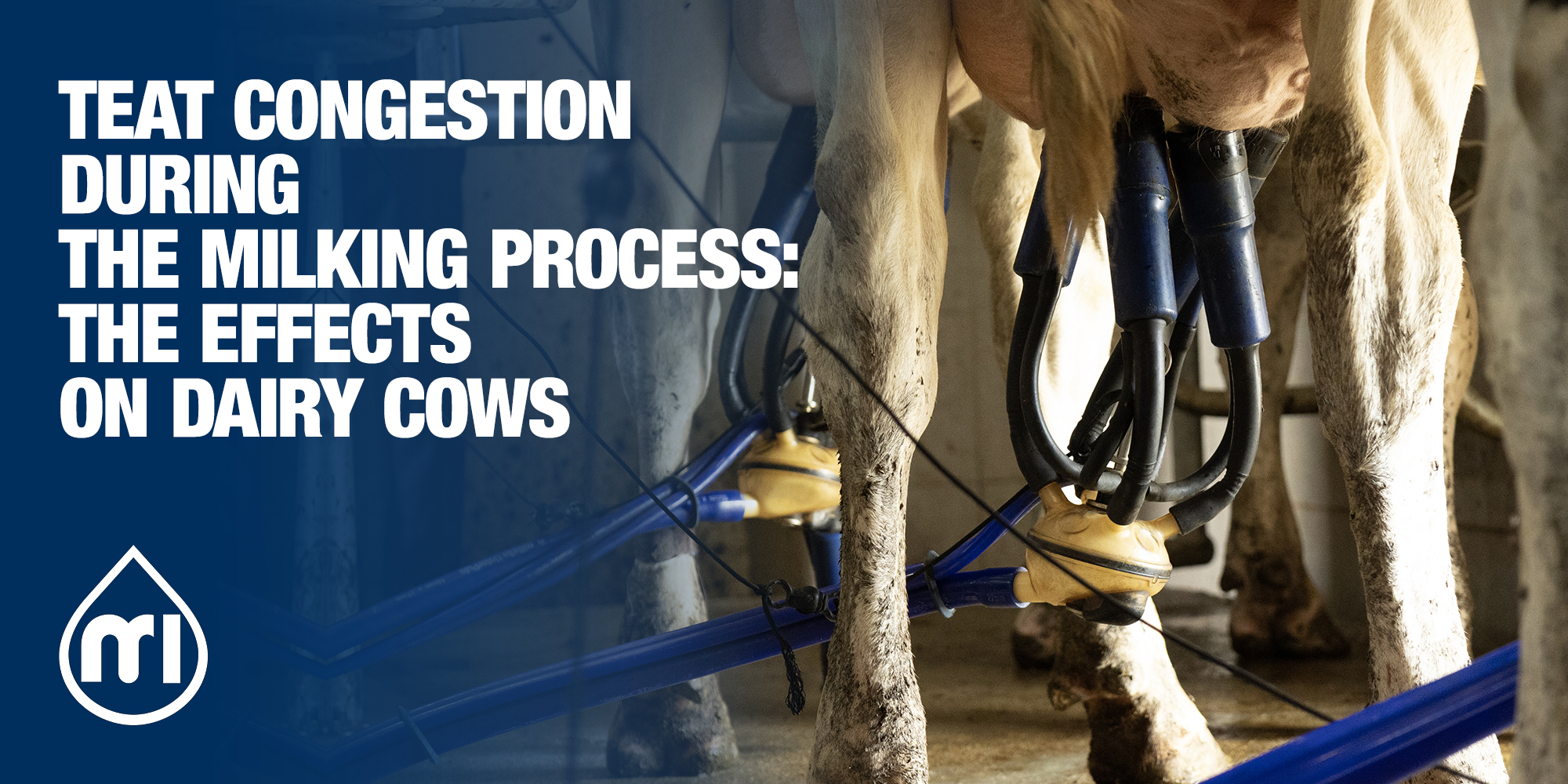 teat congestion during milking